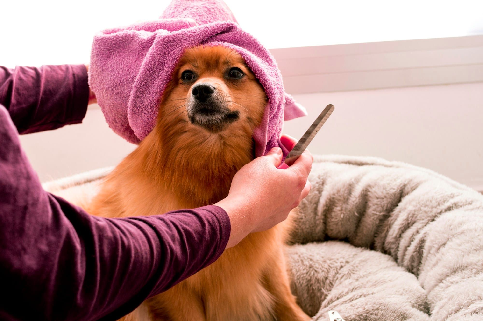 Cachorro enrolado na toalha depois do banho (foto ilustrativa)
